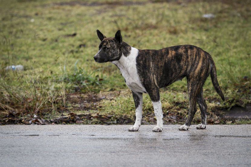 A stray dog stands along Pennsylvania Avenue in South Dallas.