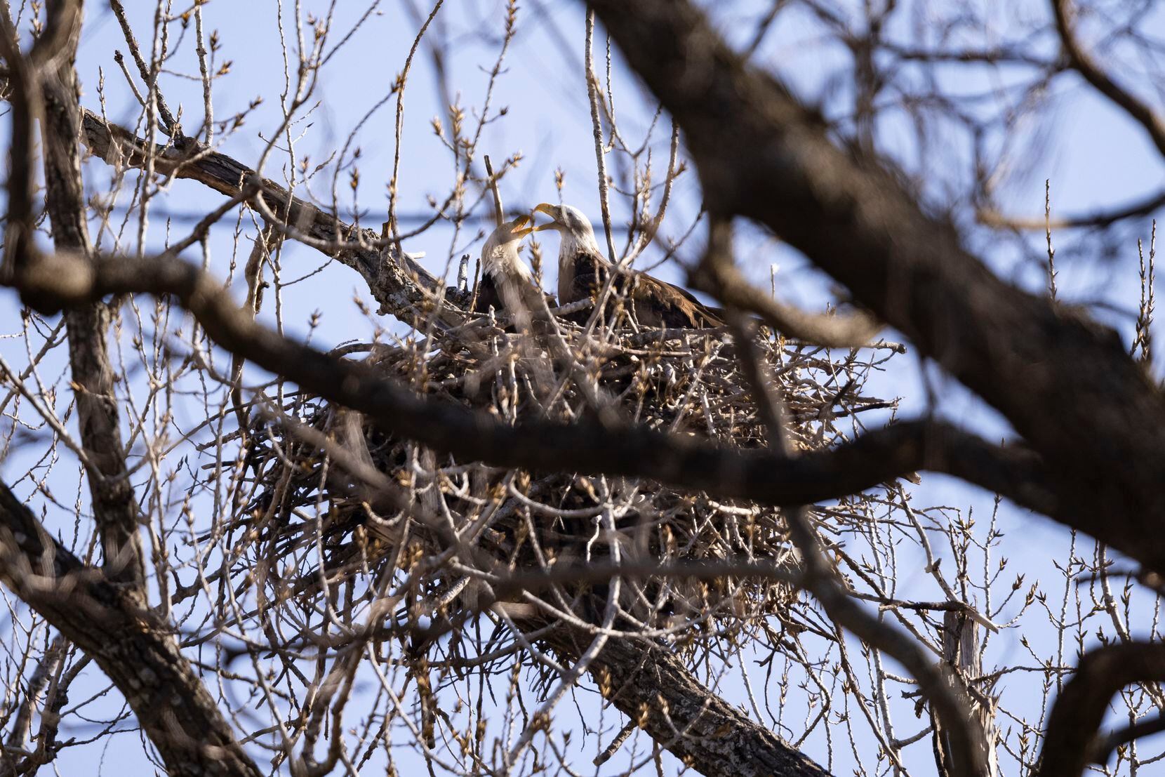 A pair of bald eagles sit in their nest at White Rock Lake Wednesday, Feb. 9, 2022, in Dallas, Texas.  The pair set up a nest southeast of the intersection of East Lake Highlands Drive and North Buckner Boulevard.