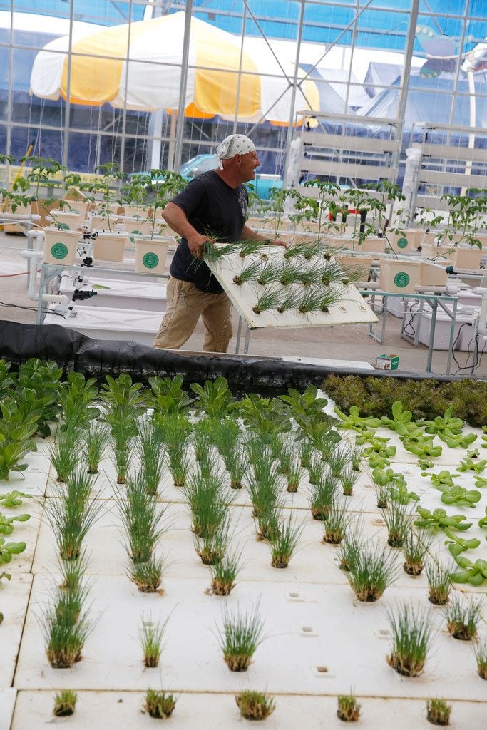 Don Fisher removes some chives grown through hydroponics from Big Tex Urban Farms.
