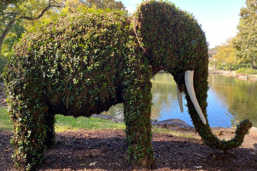 Fort Worth Botanic Garden's "Topiaries in the Garden" exhibit features 12 plant-based animal...