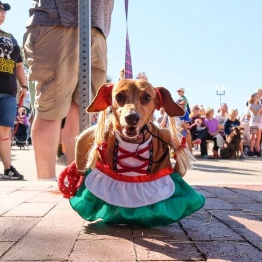 A weiner dog costume contest is part of the fun at Steinfest in Plano's Haggard Plark.