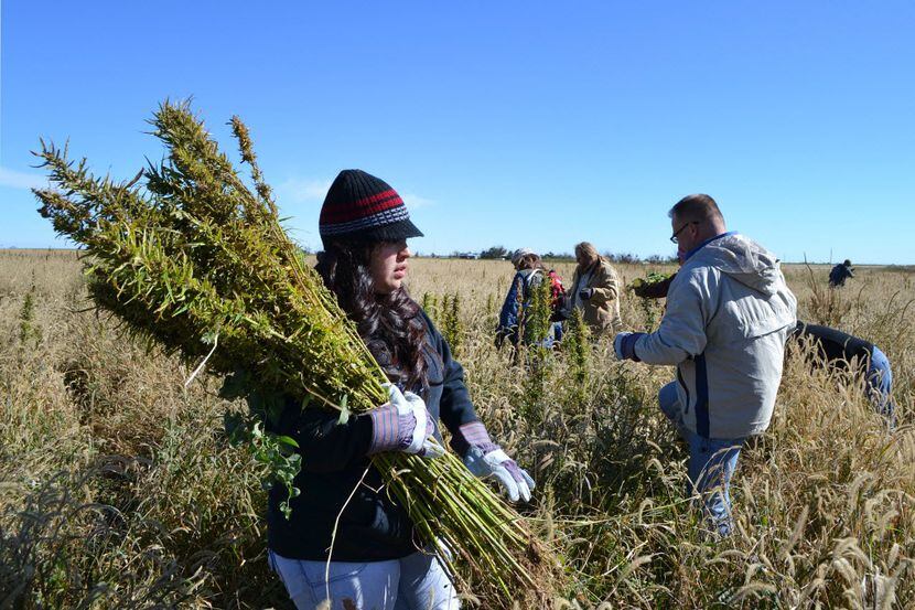 The Texas House passed a bill Tuesday that would allow farmers in Texas to grow hemp as an...