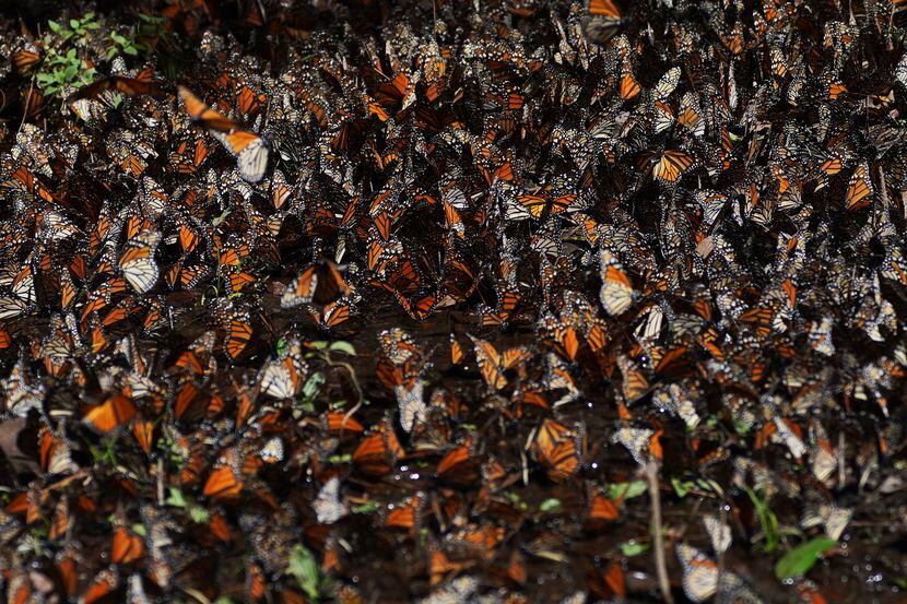 Mariposas monarca se agrupan en un arbusto en el santuario de Piedra Negra, en las montañas...