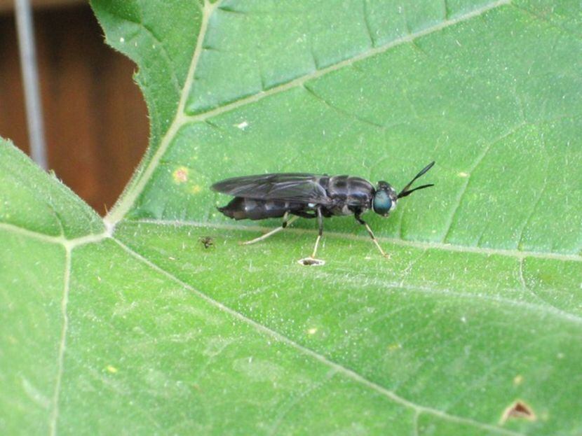 Adult black soldier fly 