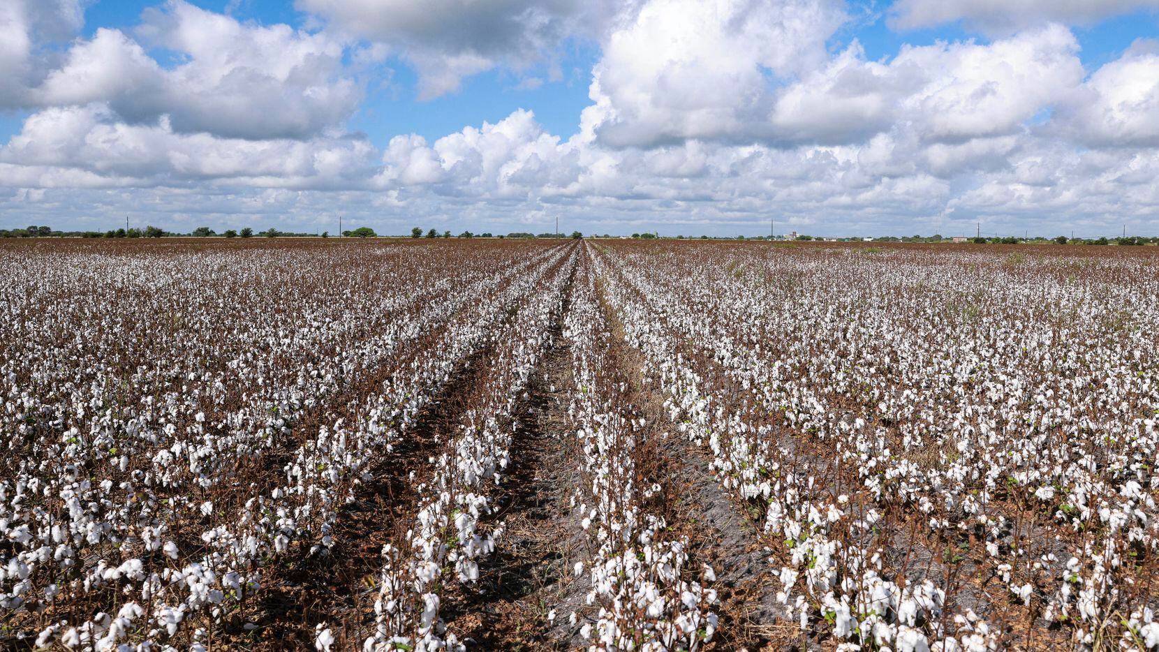 During a normal growing year, the tops of cotton plants like these at Brian Adamek's farm in...