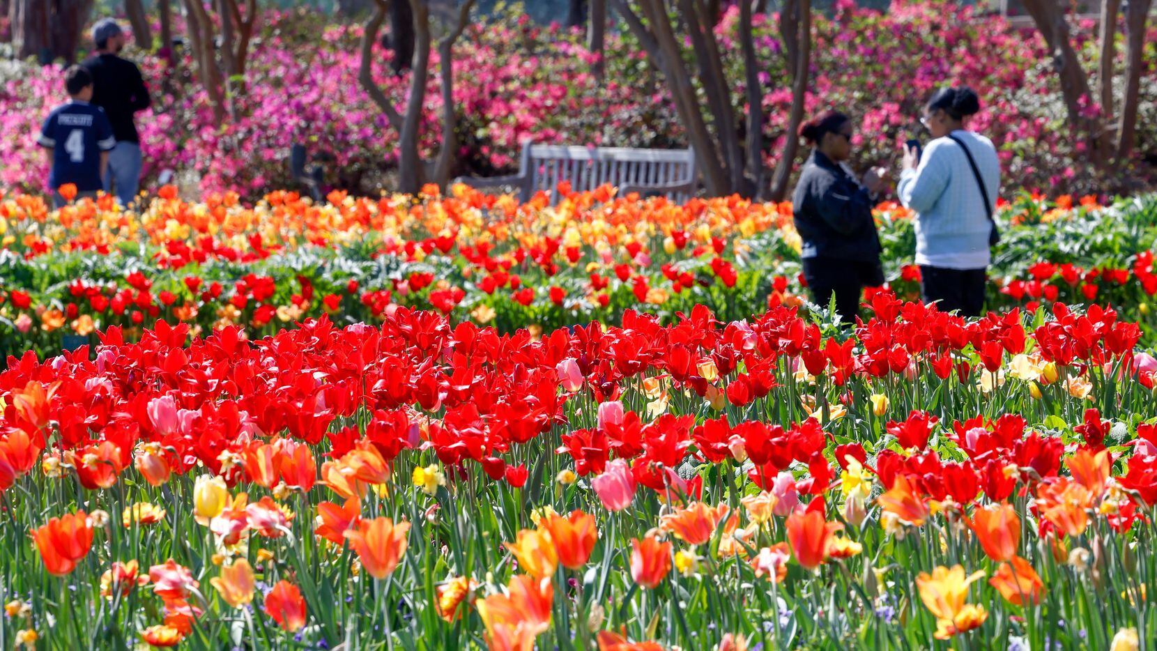 Marvel at thousands upon thousands of colorful flowers during Dallas Blooms, continuing...