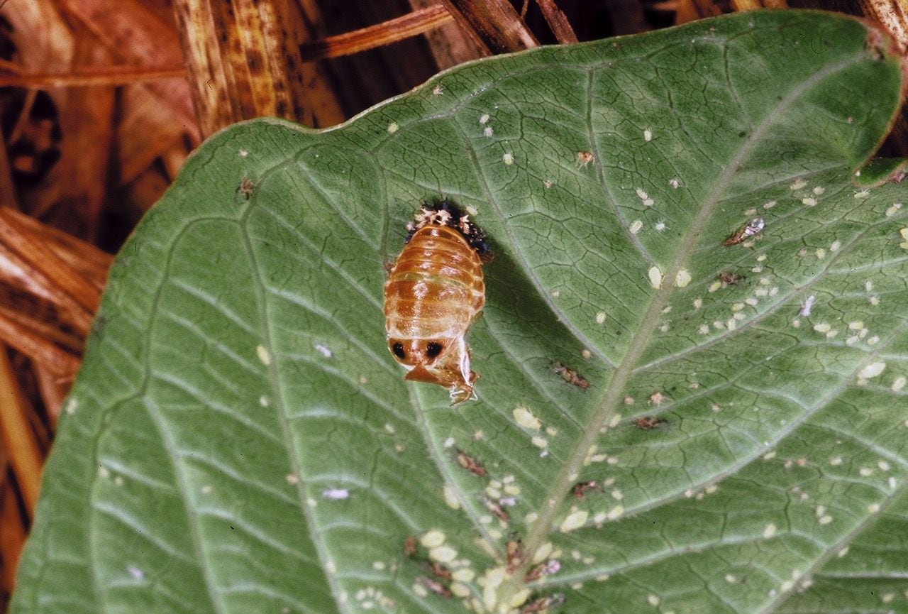 A ladybug pupa may look like an alien, but it should be welcome in your garden. Even mild...