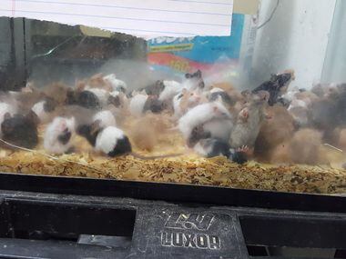 Hundreds of animals living in 'layers upon layers' of filth are seized from  Cleburne pet store