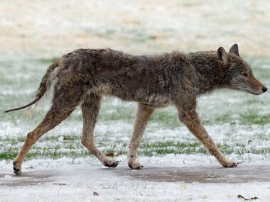 A coyote walks through ice-covered grass near The Village apartment complex on Southwestern...
