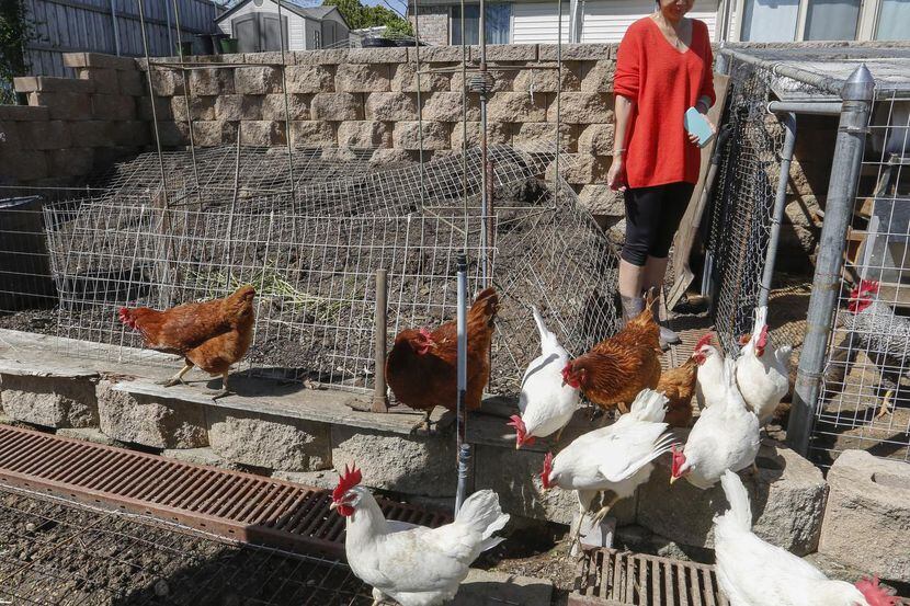 La polémica del número de gallinas en Irving ha desatado pasiones entre propietarios de...