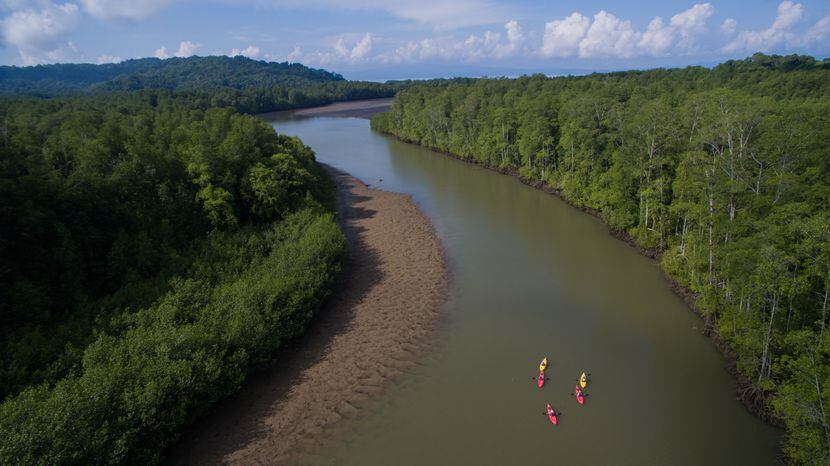 Guests of Playa Cativo Lodge kayak with a nature guide to 5,000-year-old mangroves that are...