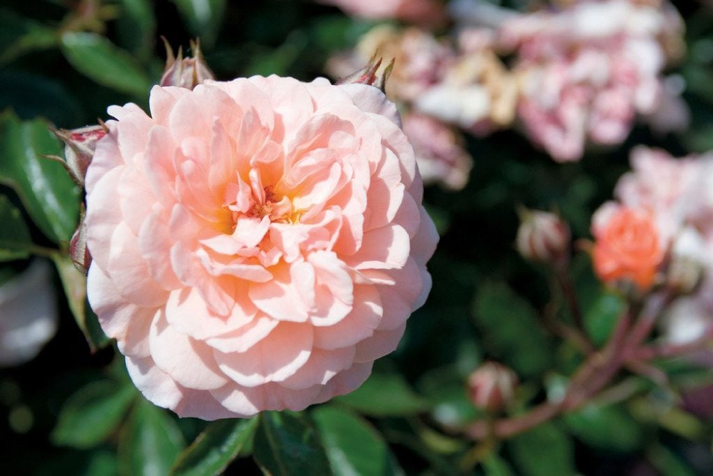 Apricot Drift rose, Star Roses and Plants