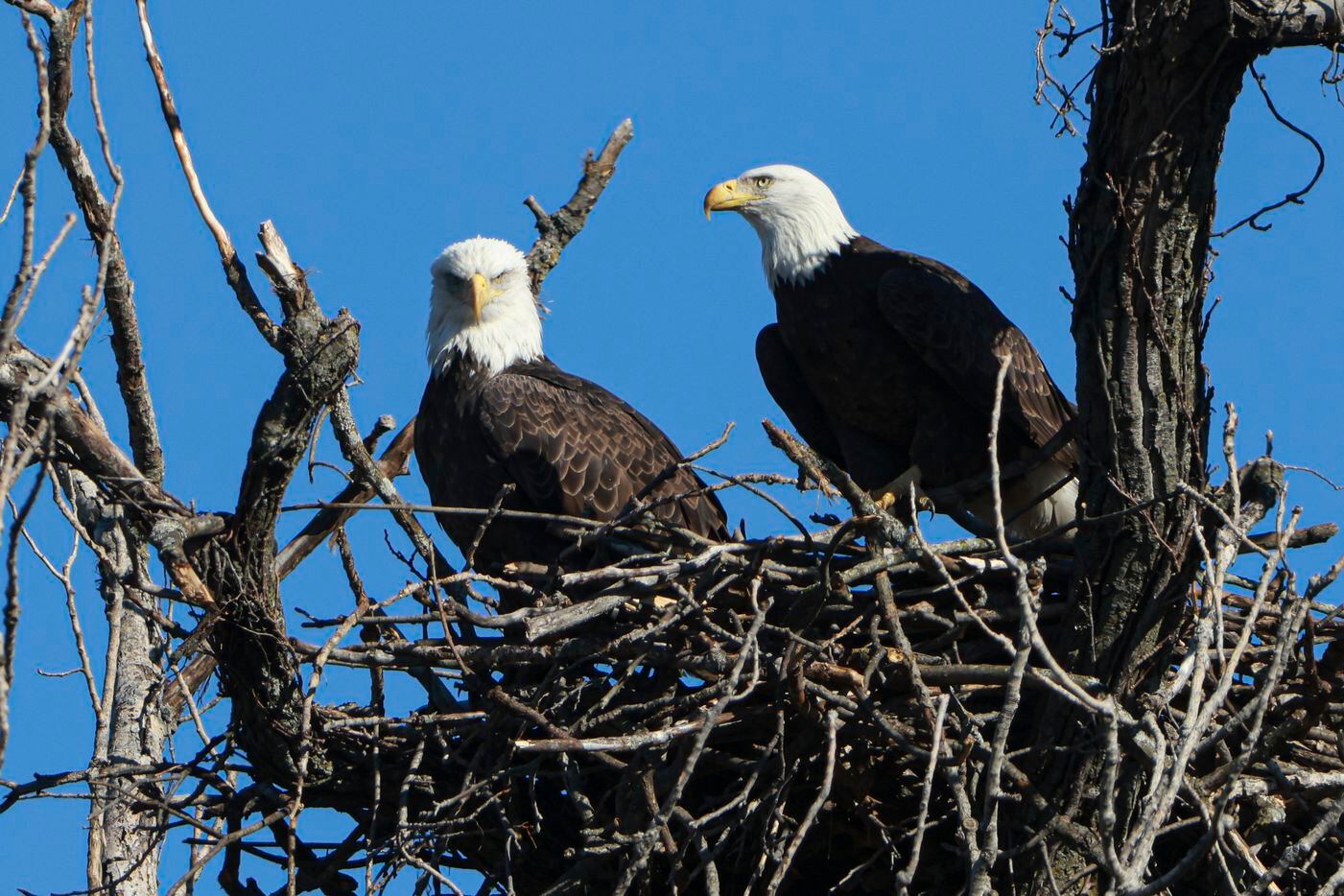A pair of bald eagle sit in a nest, Monday, Nov. 28, 2022 at White Rock Lake in Dallas. One...
