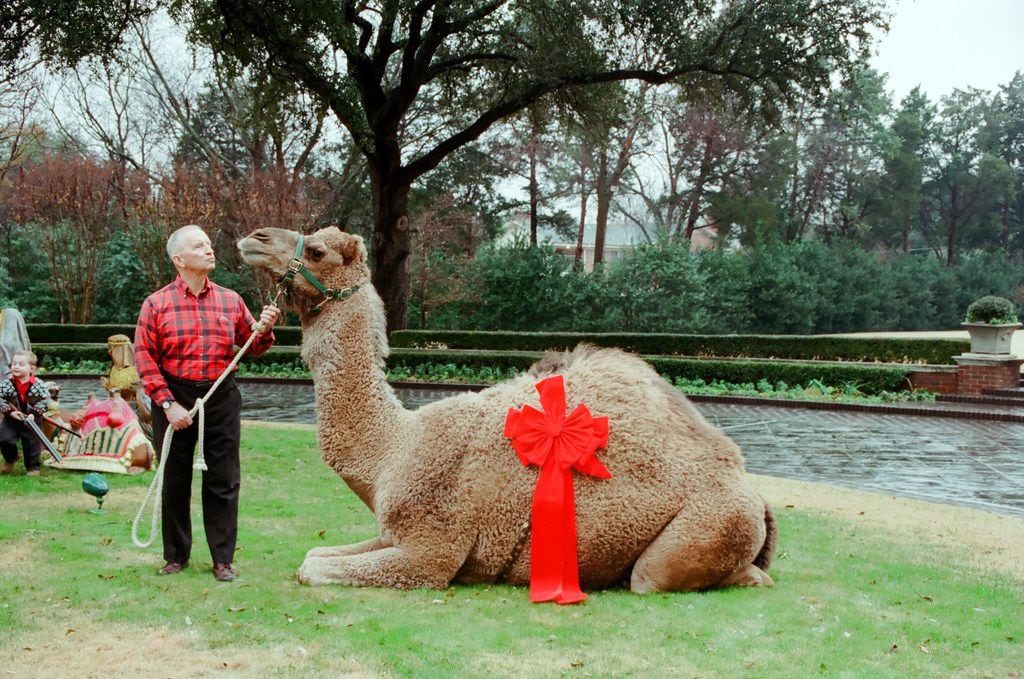Teddy the Camel showed up at Ross Perot's estate on Strait Lane on Christmas Day 2000 as a...