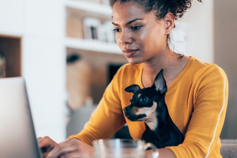 Young Black woman works on her laptop with her small dog in her lap.