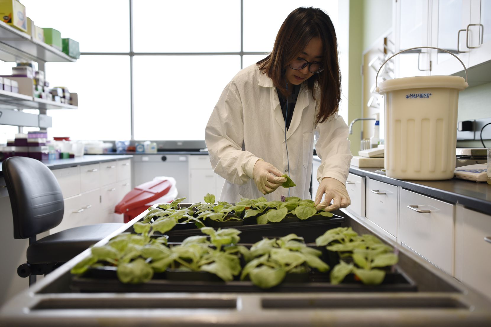 Guanyu Wang, a visiting scholar, conducts research inside the Urban Agriculture and Forestry building during the grand opening of the Texas A&M AgriLife Dallas Center.