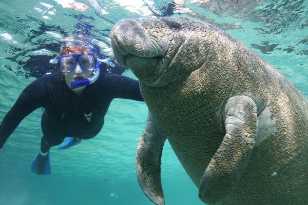 A woman snorkeler swims with a manatee in the Crystal River National Wildlife Refuge in...