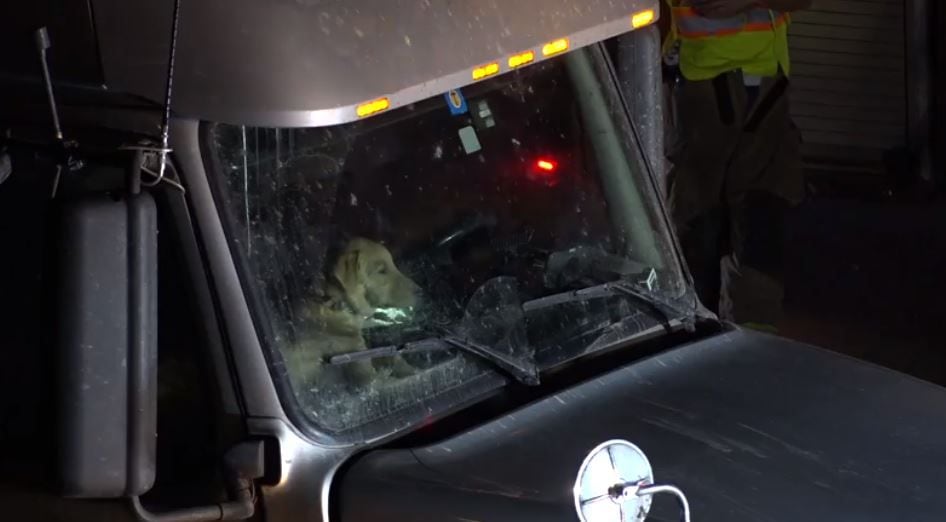 A dog that was riding in an 18-wheeler involved in a three-vehicle crash Thursday morning ...
