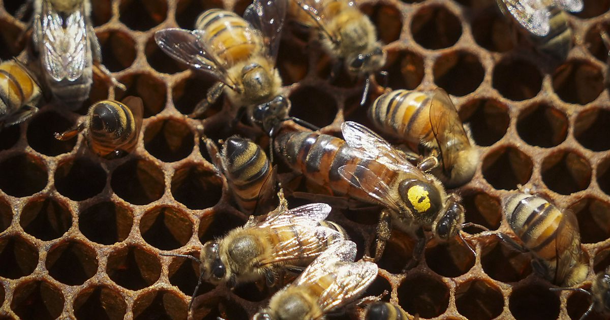 Types of Honey Bees - Carolina Honeybees