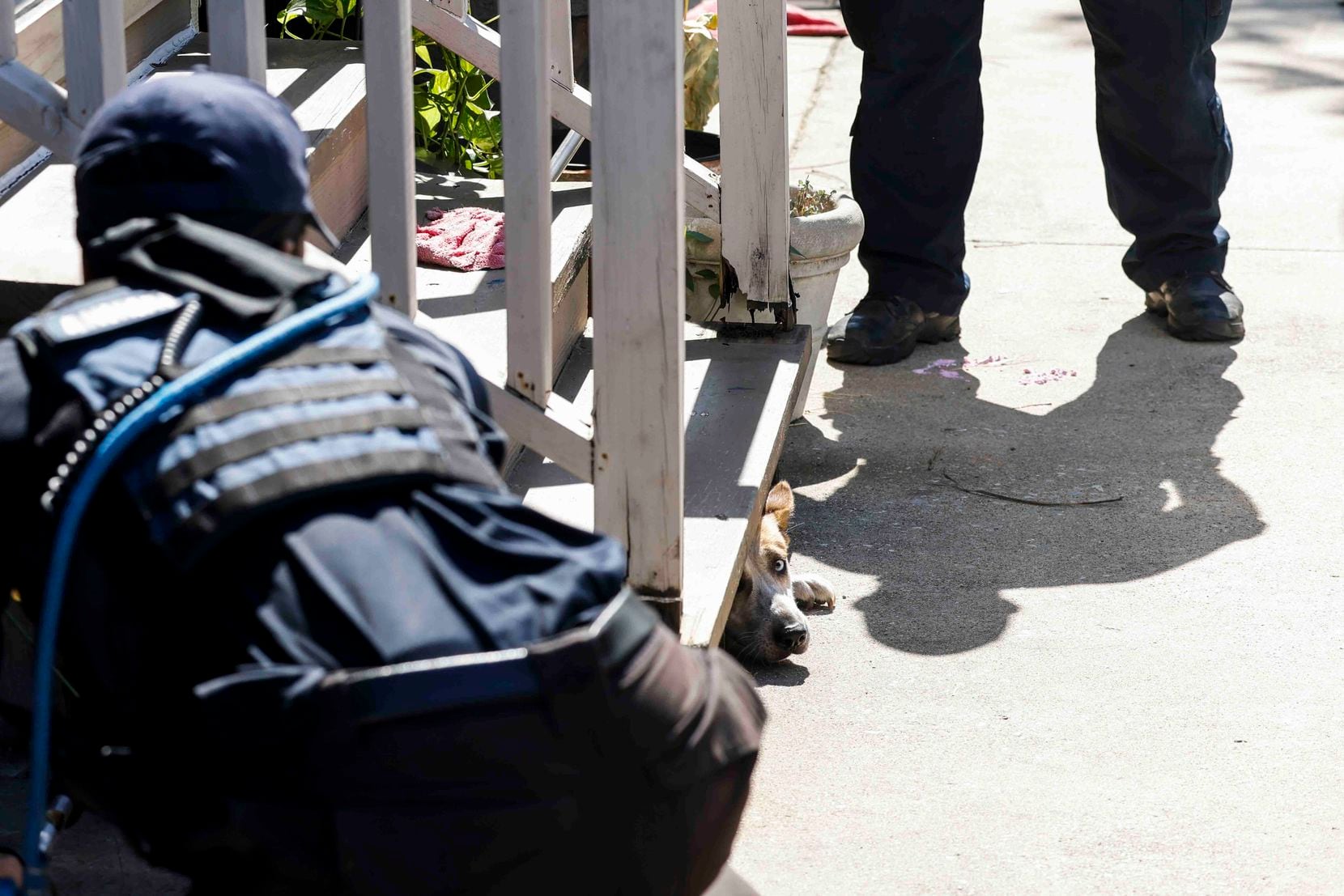 Dallas Animal Services officer LaDonte Williams, left, and Reid Koenig attend to a loose dog...