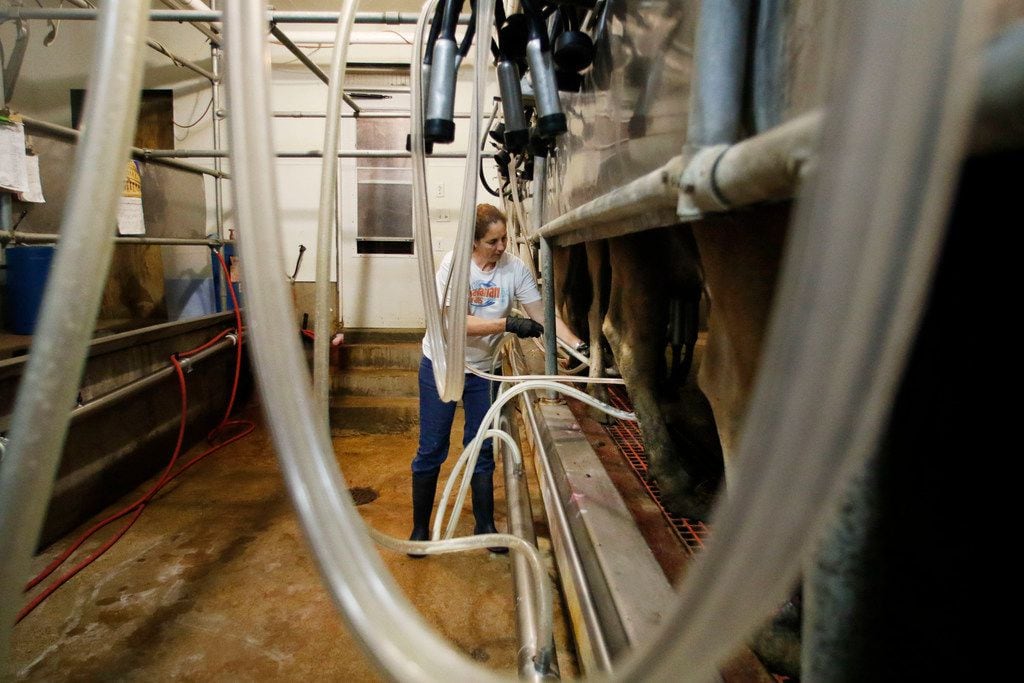 Kim Lambert works in the early morning hours milking her cows and feeding her calves in...