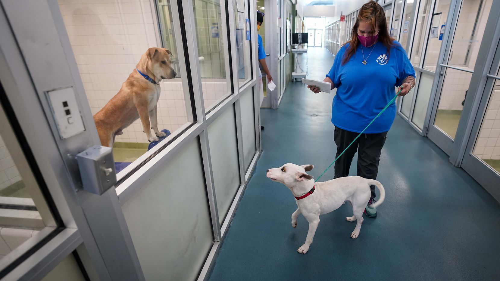 Dallas Animal Shelter care technician Brigitte Beddow leads Oakley past other kennels as she...