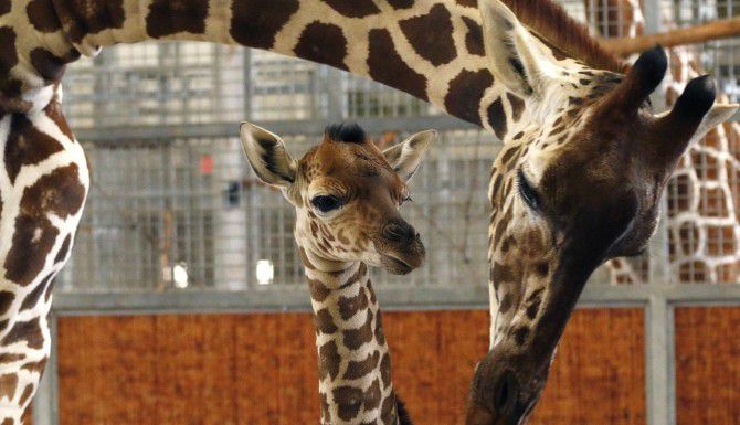 
				La nueva jirafa del Zoológico de Dallas (centro) ya tiene nombre: Kipenzi. (AP/CATHY...