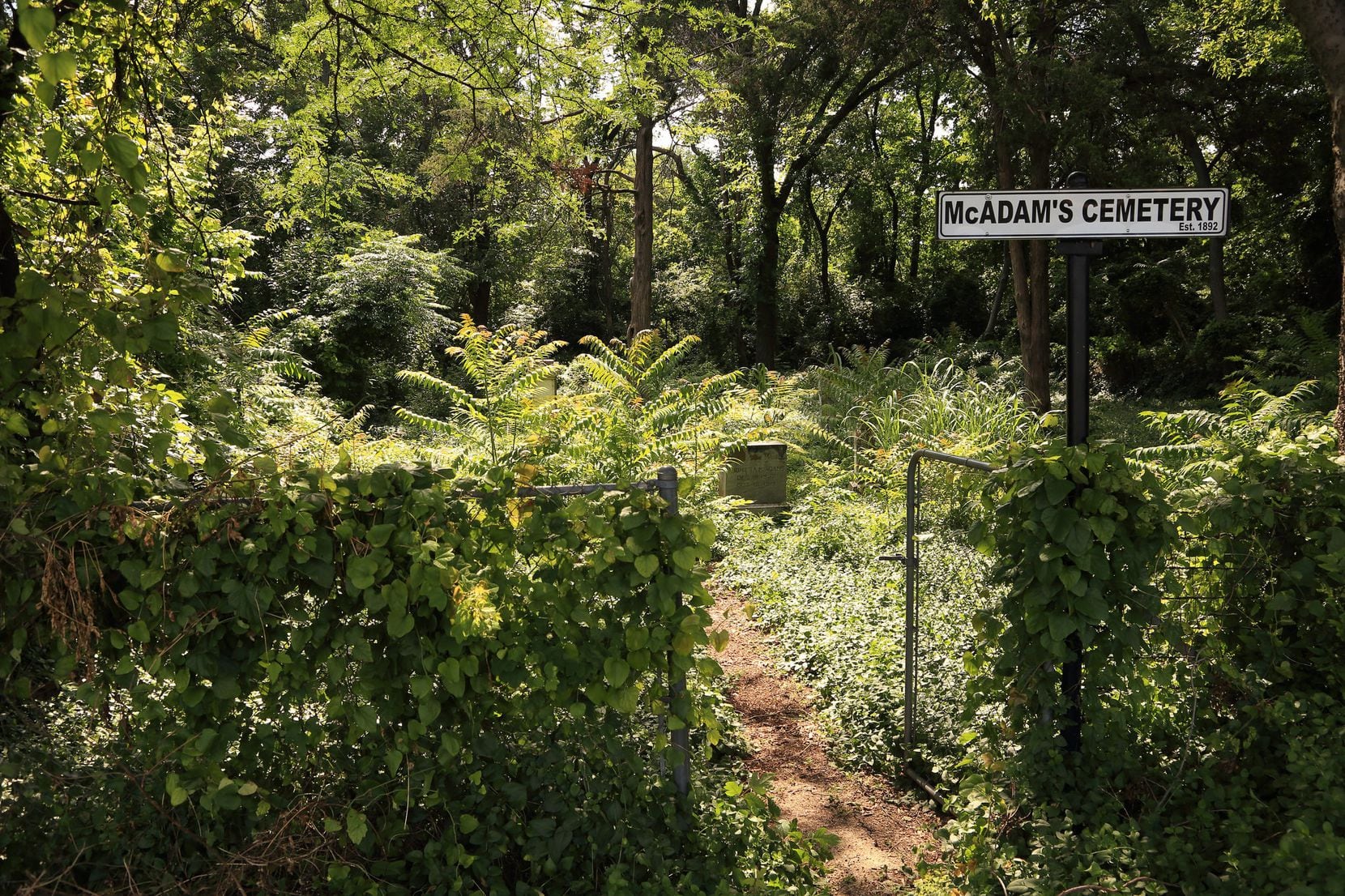  Speaking of weeds, McAdam's Cemetery in Oak Cliff is now buried in foliage following May...