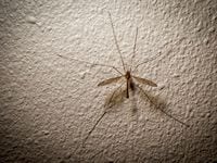 Un mosquito hawk o skeeter eater, de horripilante apariencia, es en realidad completamente...