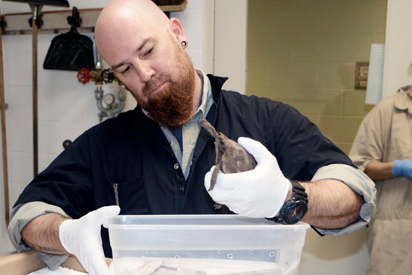 Ruston Hartdegen, the Dallas Zoo's curator of herpetology, holds one of the Home's...