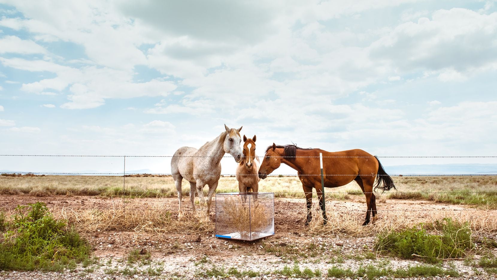 Three horses stand while inspecting a glass-enclosed tumbleweed in the Chihuahuan Desert. "Operation Tumbleweed" includes 4 films. The excerpt available in this story is from a 45 min. film shoot on the Rio Grande.
