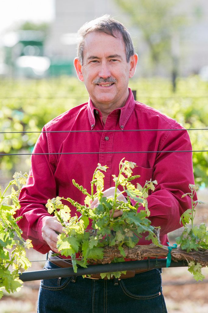 Ed Hellman, professor of viticulture and enology, Department of Plant & Soil Science,...