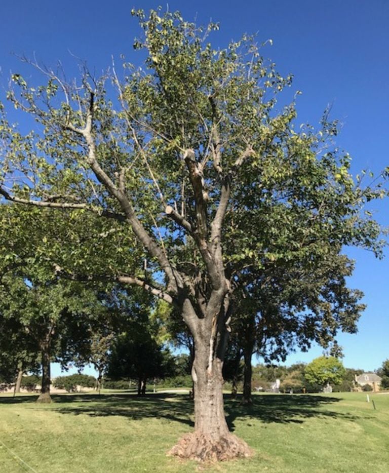 Fruitless Mulberry Tree Lifespan