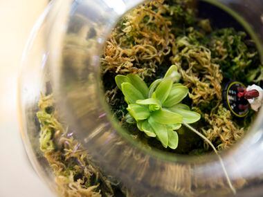 A primrose butterwort plant from Texas Triffid Ranch is shown at the Gallery at Midtown and...
