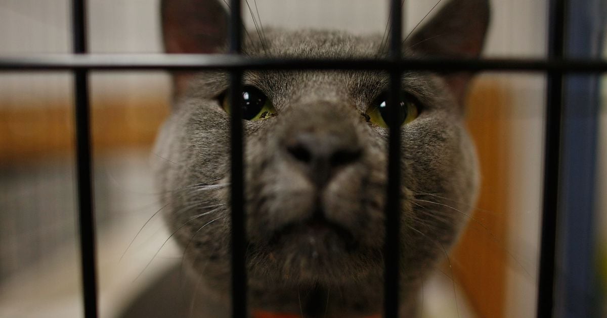 Texas cat cafe ordered to keep 54 felines away from customers after 2