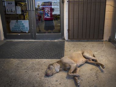 Children peek out of the C & C Kountry Store as a dog sleeps on the pavement outside on May...
