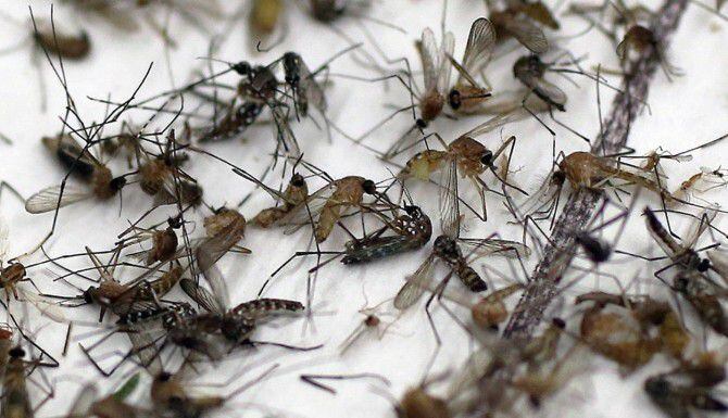 Autoridades de salud temen que mosquitos propaguen enfermedades, debido a las torrenciales...