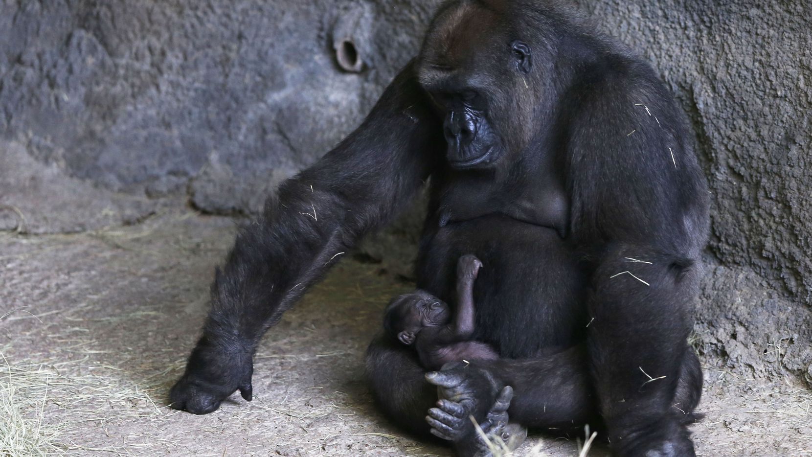 Hope looks at her baby gorilla at the Dallas Zoo on July 5, 2018.