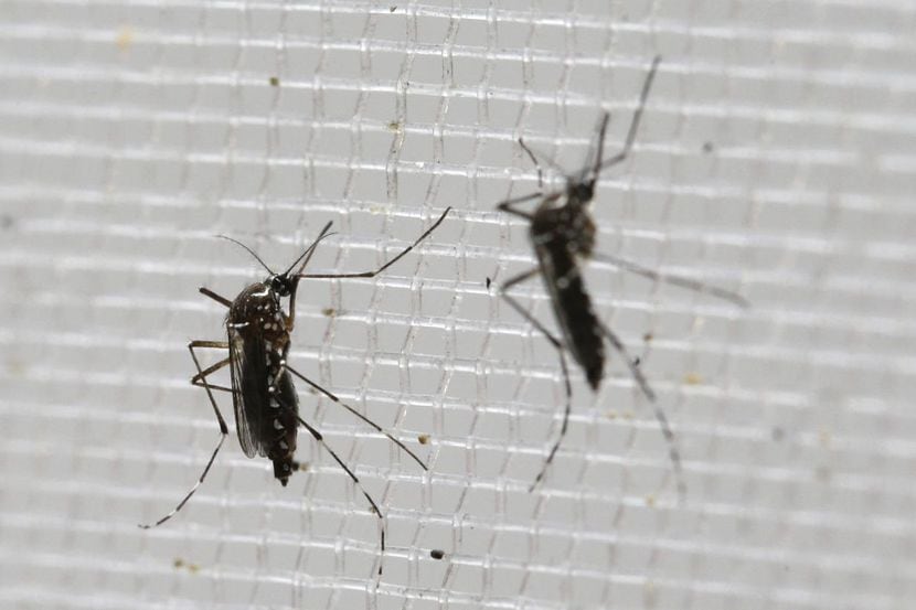 El mosquito Aedes aegypti es el propagador del virus del zika. (AP/ARNULFO FRANCO)
