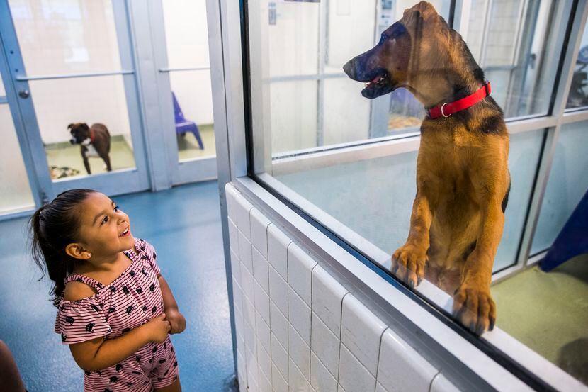 Kallie Guerrero, 3, looked at a dog to potentially adopt at Dallas Animal Services' Main...