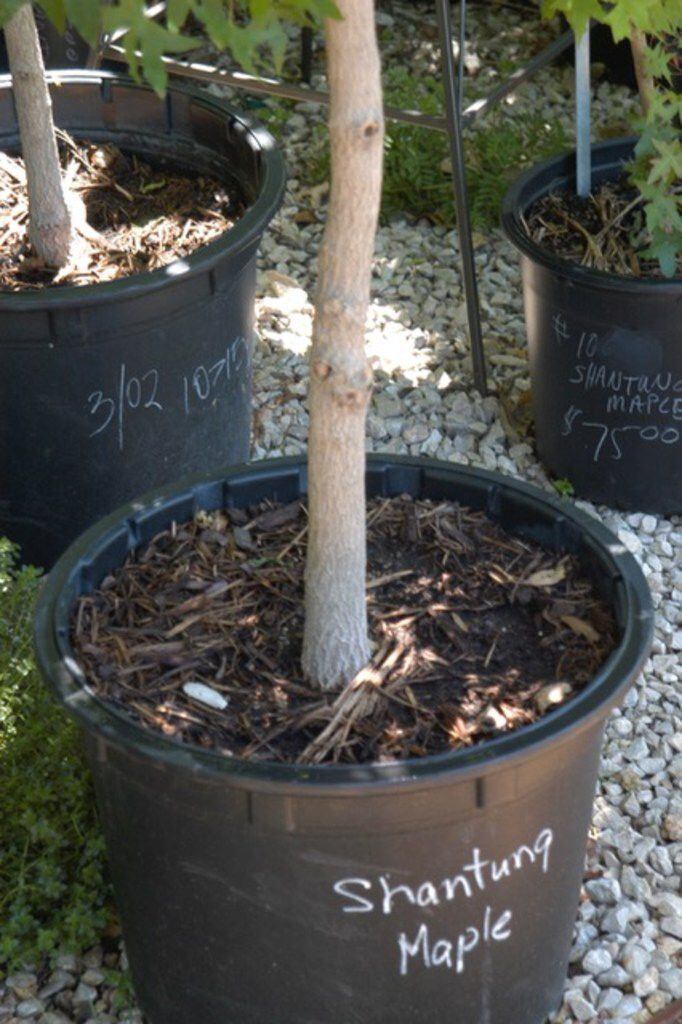 Trees are usually too deep whether containerized or balled and burlapped and need to have...