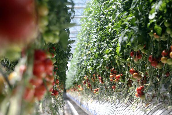 Multan a planta de cultivo y empaque de tomate en Nebraska, acusada de contratar a personas...