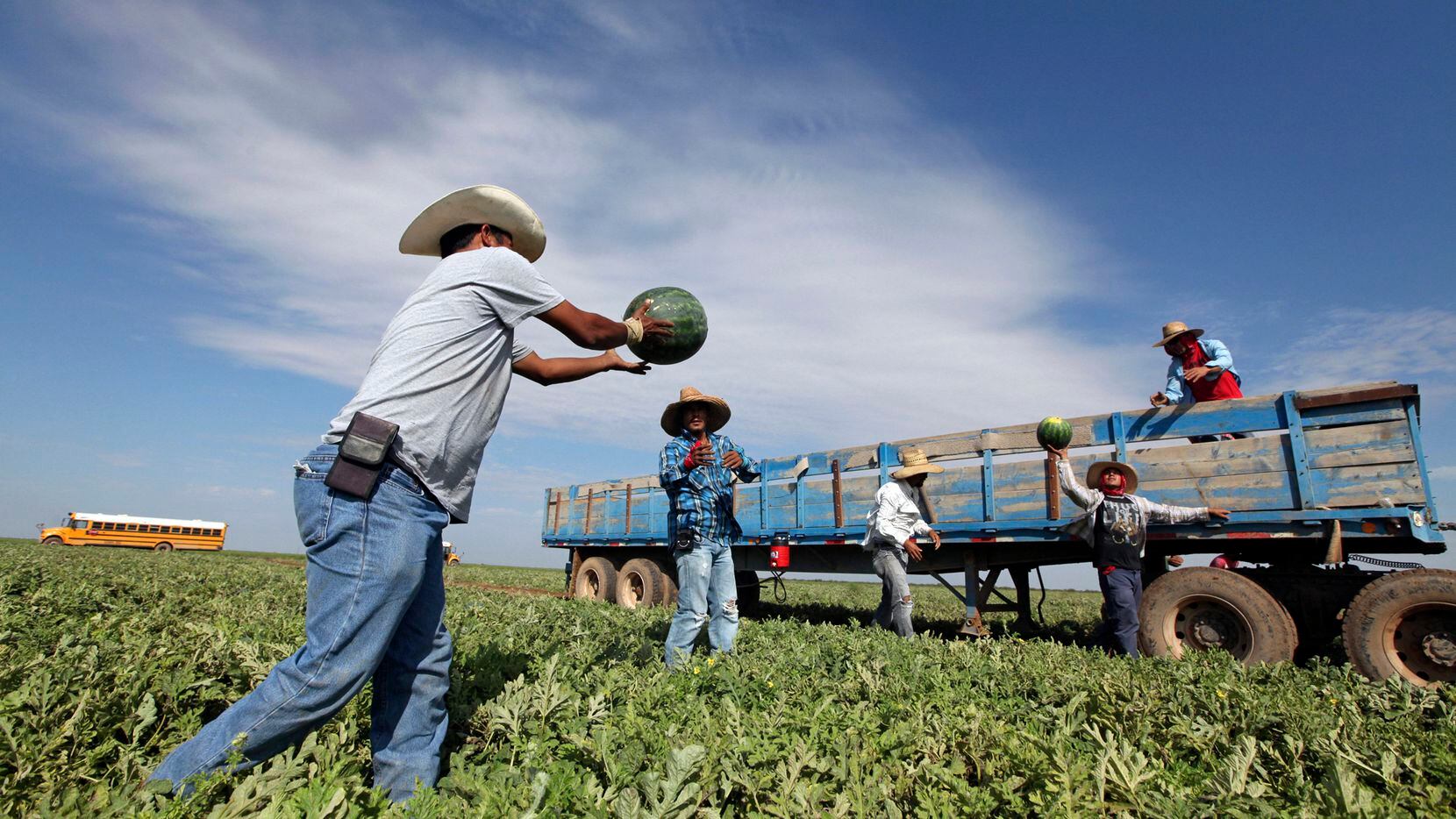 In this Oct. 3, 2017, file photo, migrant workers pass freshly picked watermelon down a line...