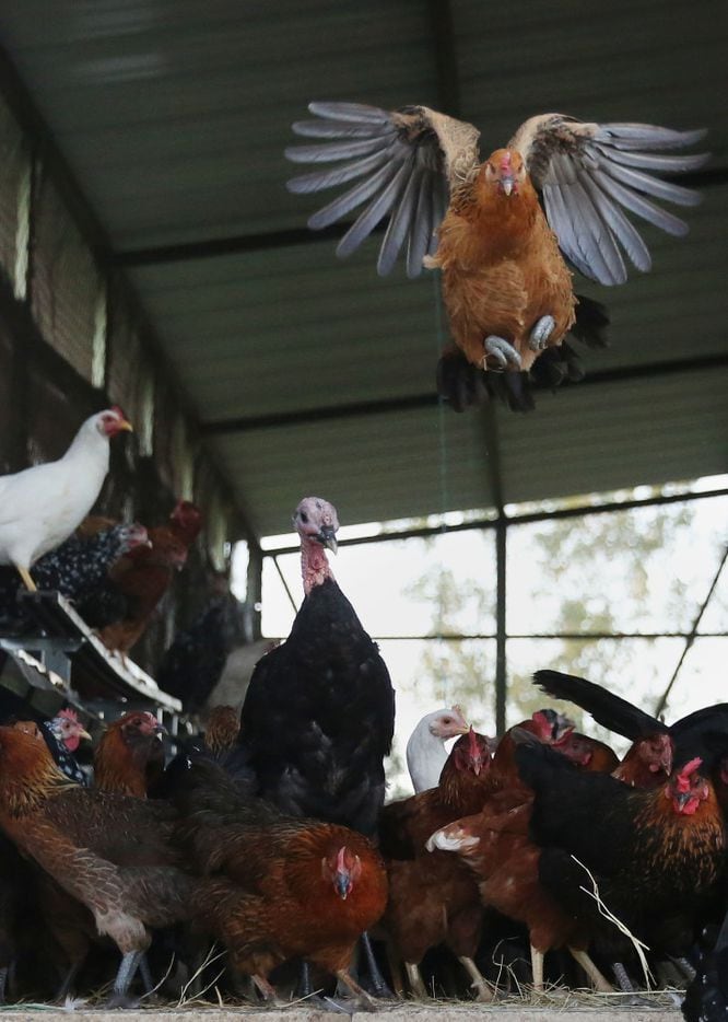 Chickens fly from the coop as Daron Babcock opens the door in the morning at Bonton Farms...
