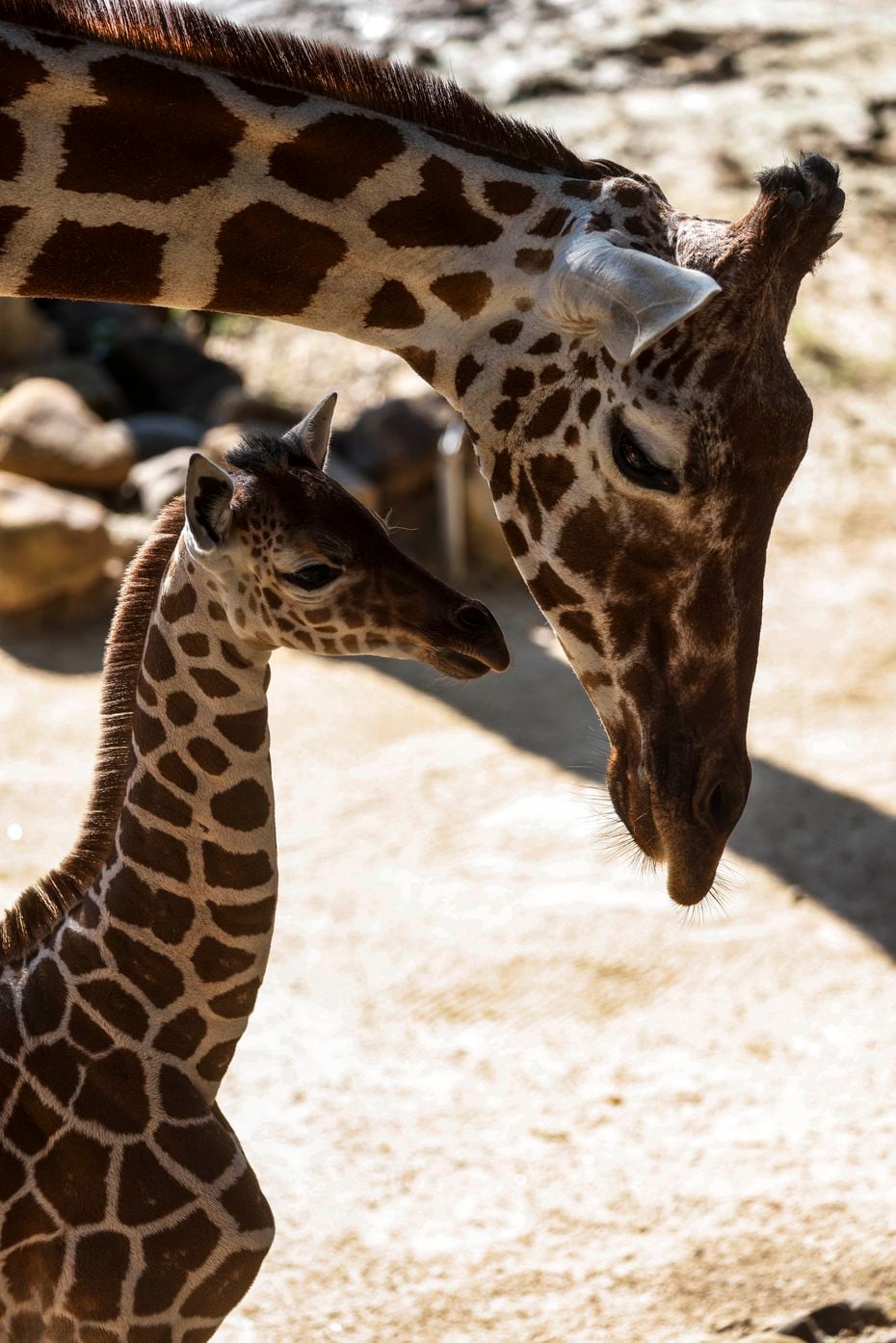Marekani, born on the Fourth of July, made her public debut in the Giants of the Savanna habitat alongside her mother, Chrystal, on July 8.