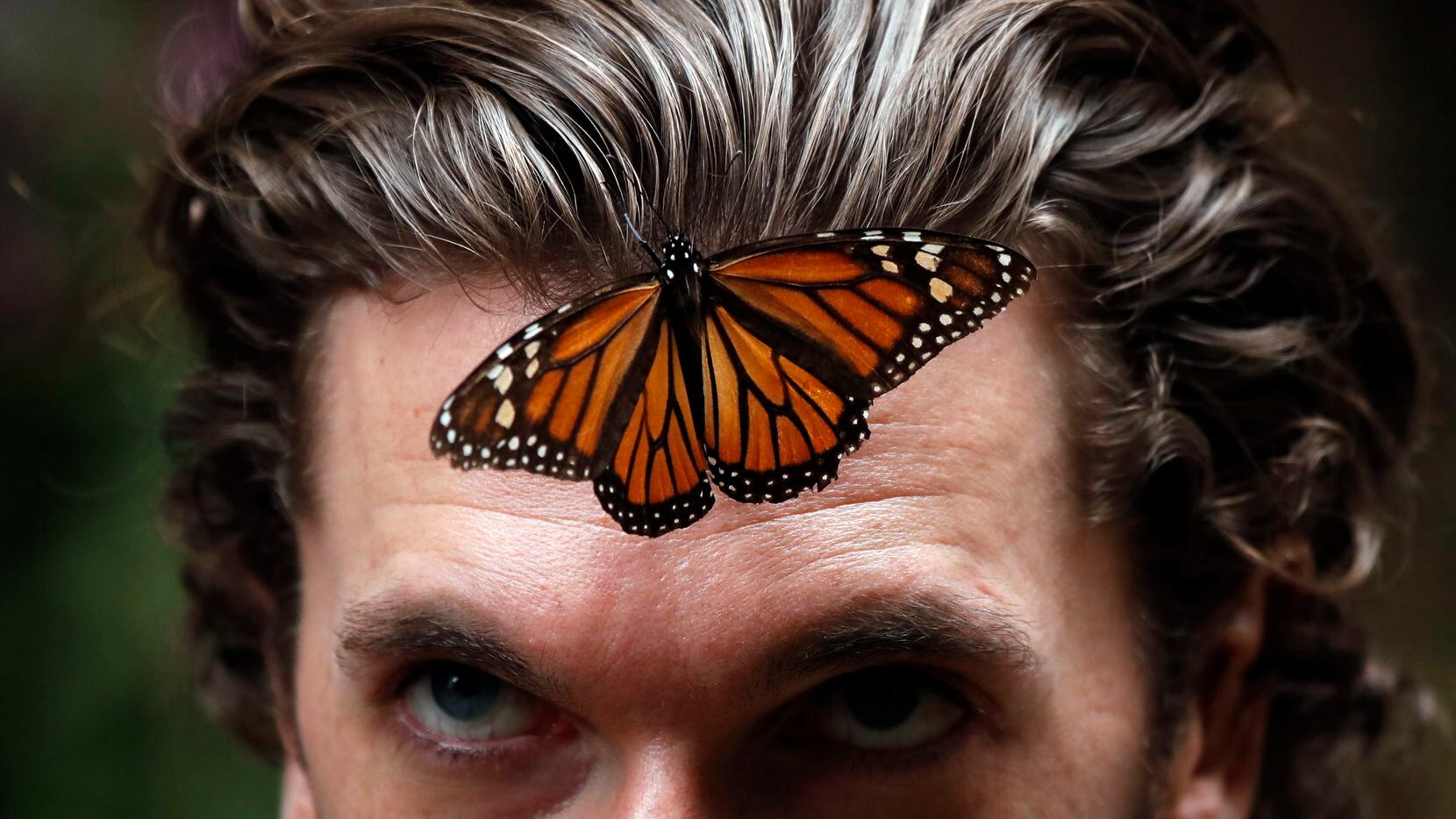 En esta fotografía del 14 de febrero de 2019, una mariposa monarca se posa en la frente de...
