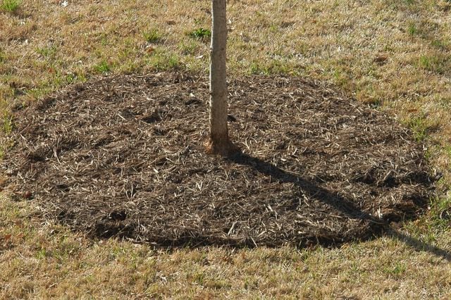 An example of proper tree mulching: thin layers and off the tree flare.