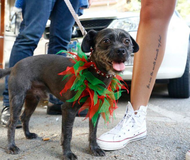Dogs are welcome at the Bishop Art District's Christmas In July event. 