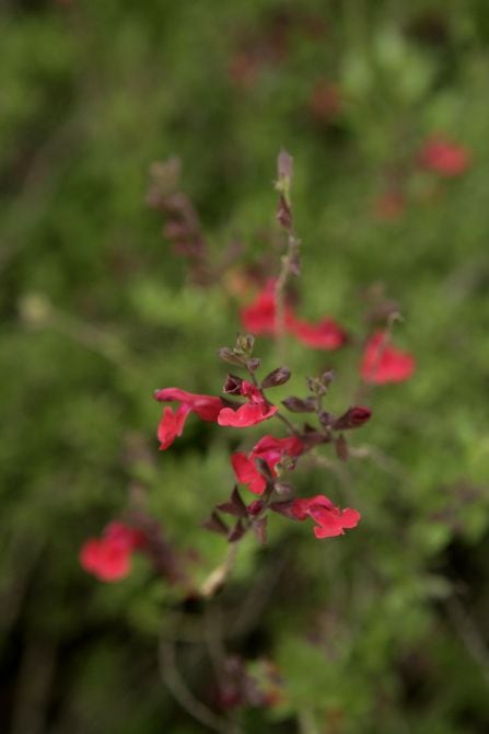 Salvia greggii Er det mest populære nektarvalget for Texas kolibrier, ifølge citizen science data.
