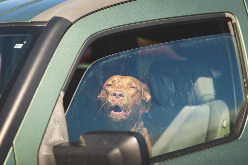 Es peligroso dejar a los perros dentro de automóviles durante las altas temperaturas del...